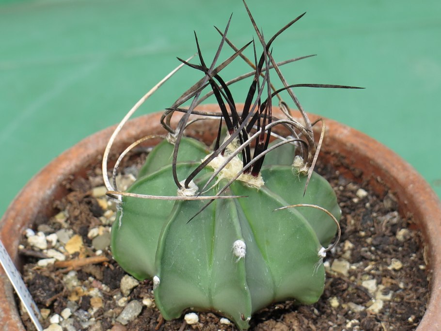 Астрофитум орнатум Astrophytum ornatum