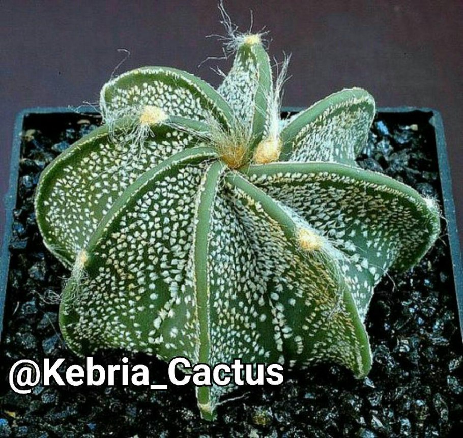 Astrophytum Asterias