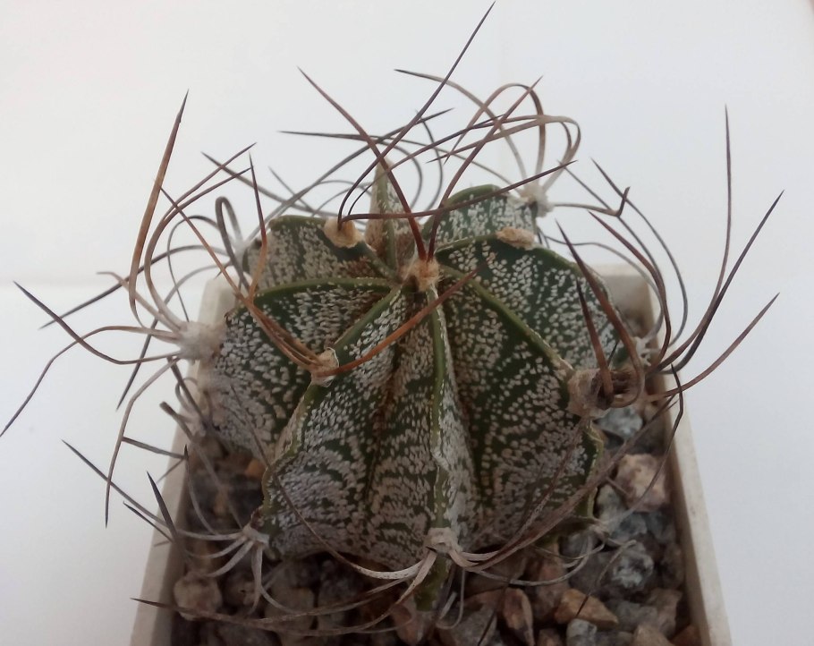 Astrophytum Capricorne nudum