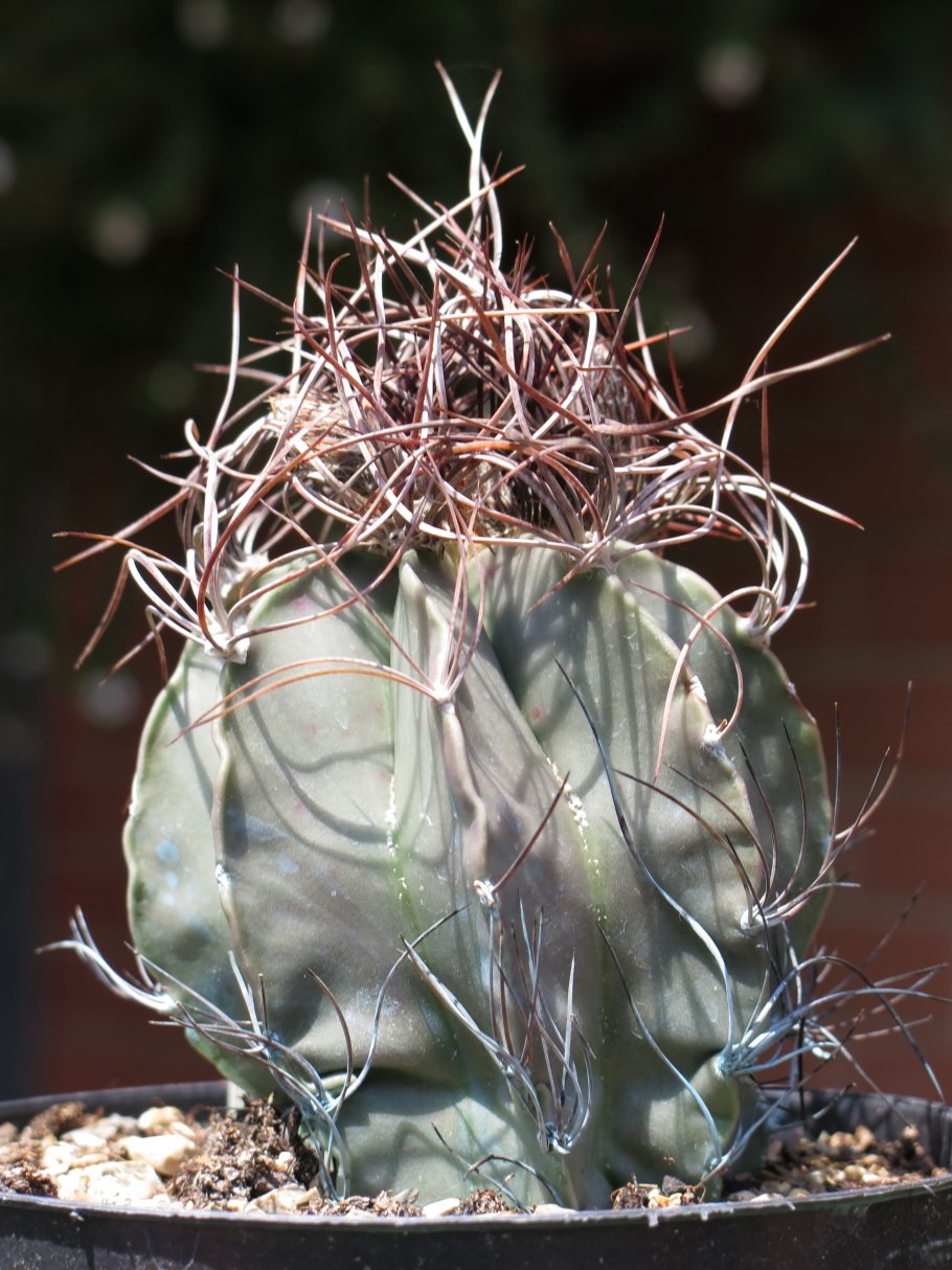 Astrophytum Capricorne (crassispinum nudum)