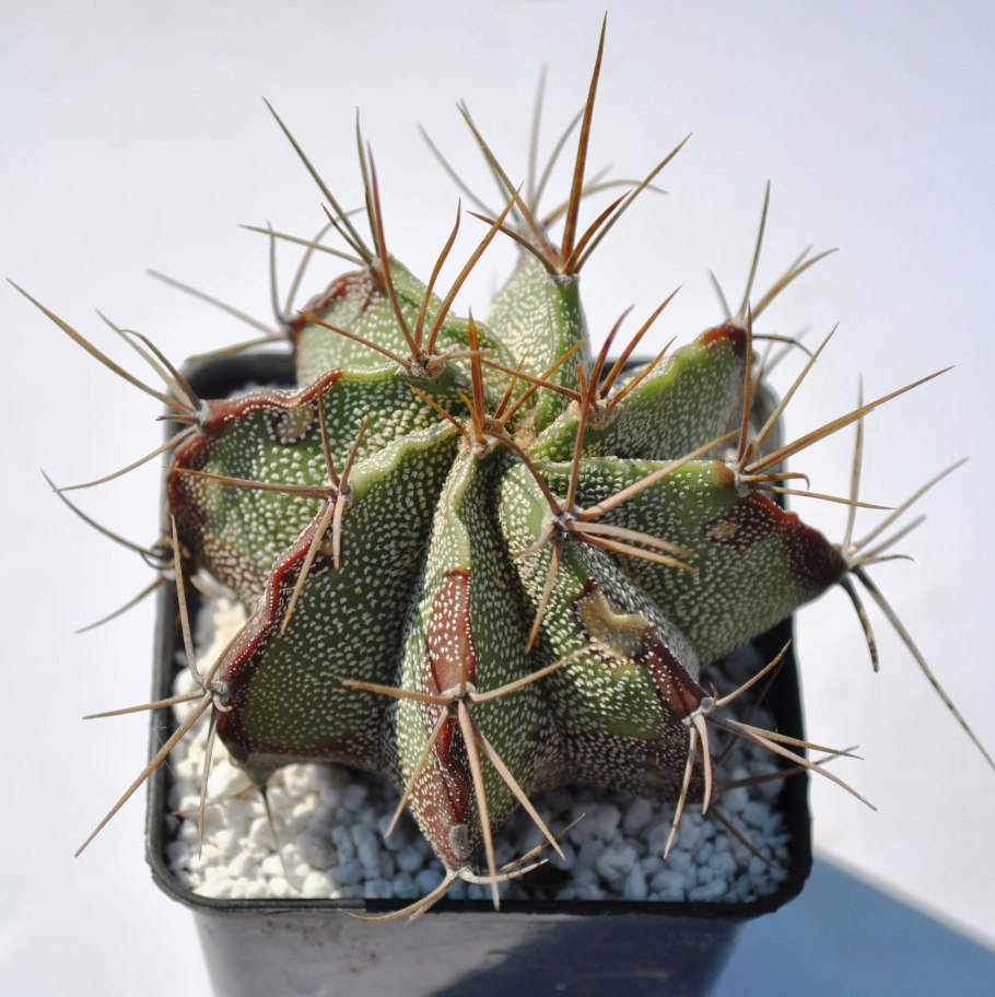 Кактус Astrophytum Capricorne