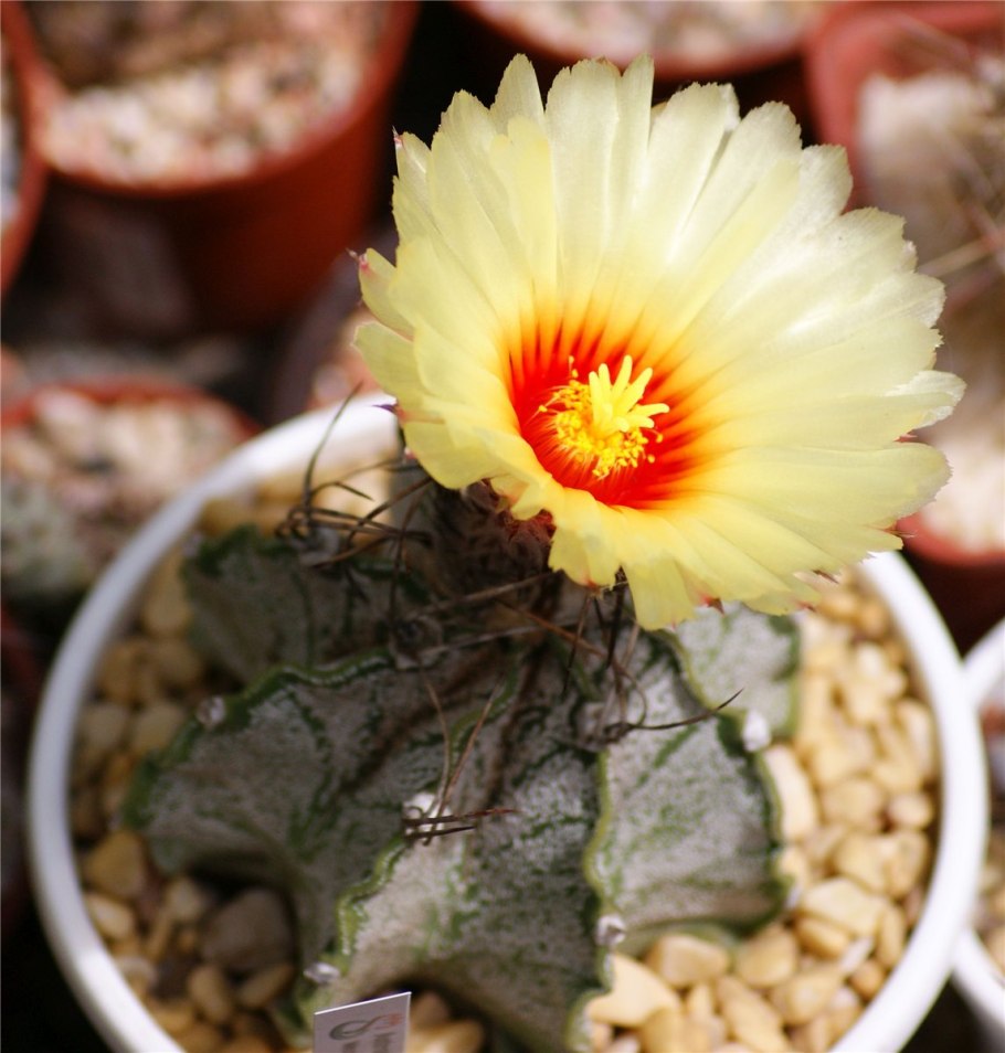 Astrophytum niveum