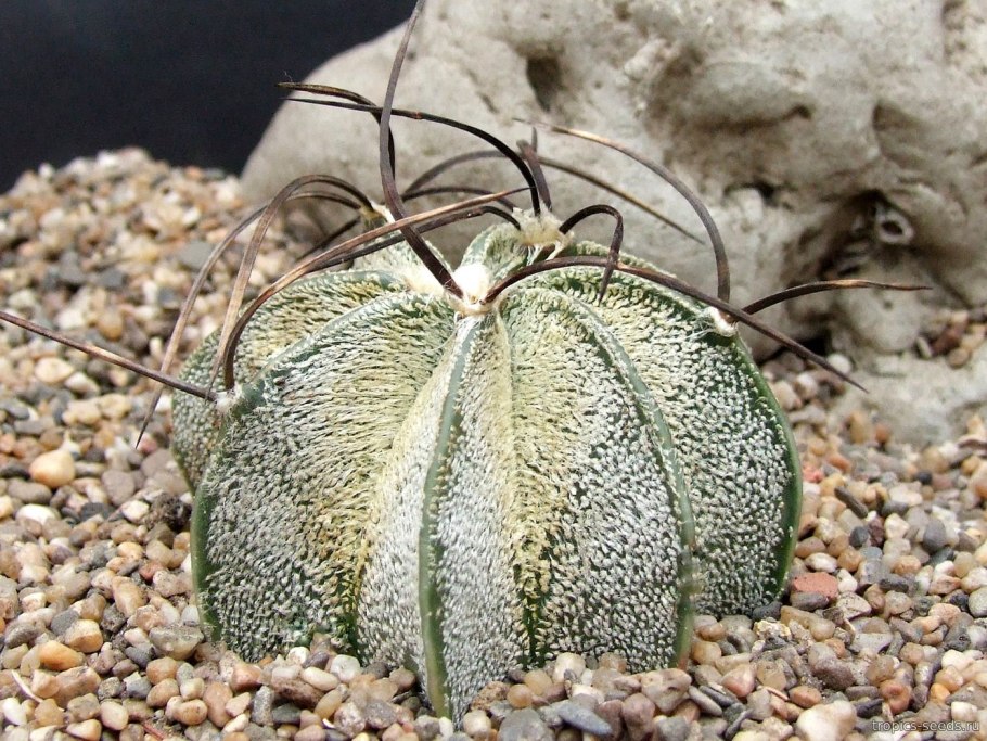 Кактус Astrophytum Capricorne