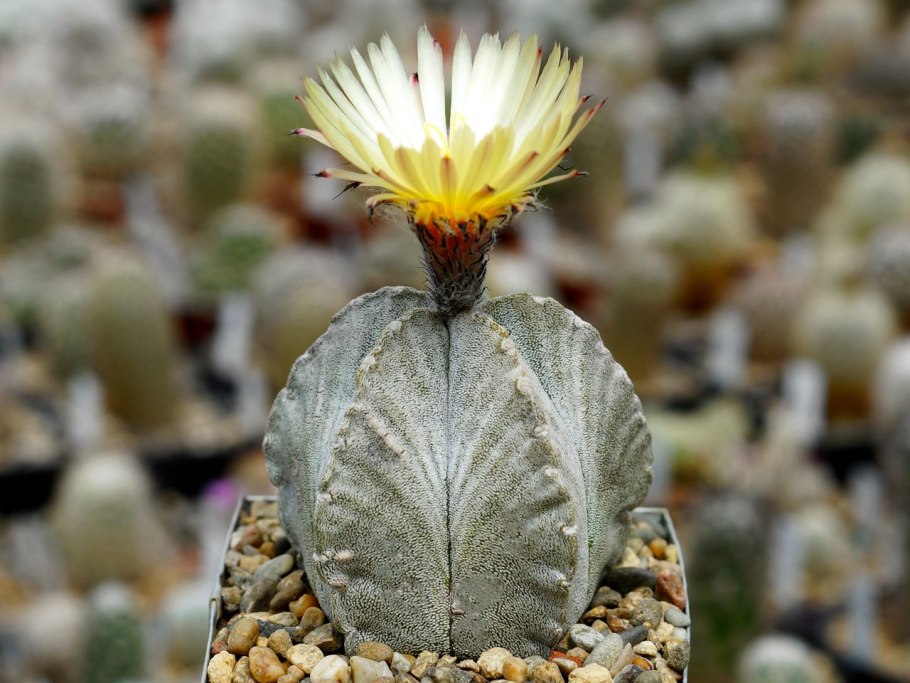 Astrophytum Asterias сеянцы