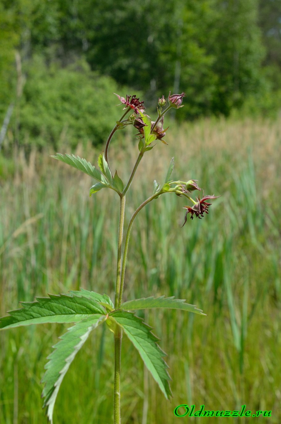 Рыба сабельник
