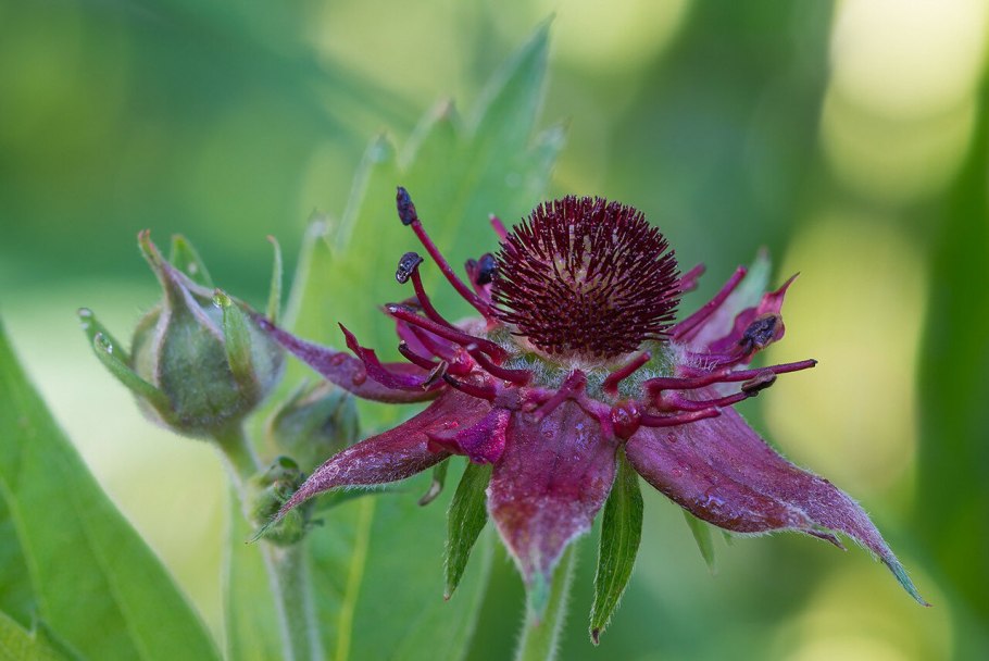 Сабельник болотный (Comarum palustre)