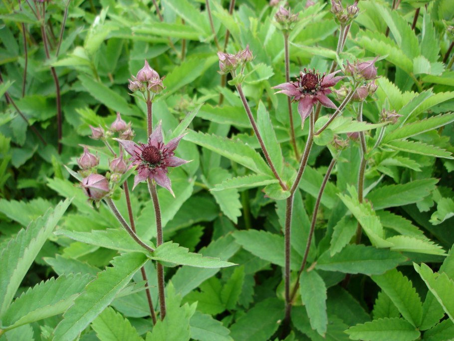 Растение сабельник болотный