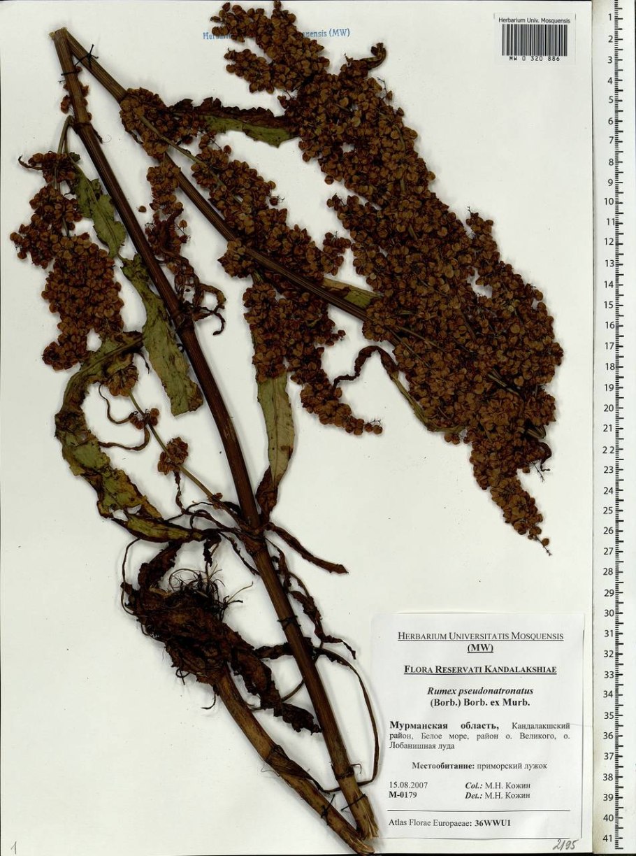 Щавель курчавый гербарий