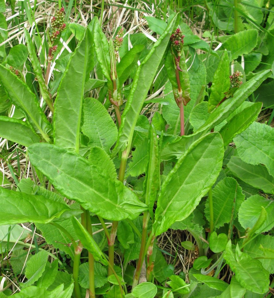 Румекс (Rumex)