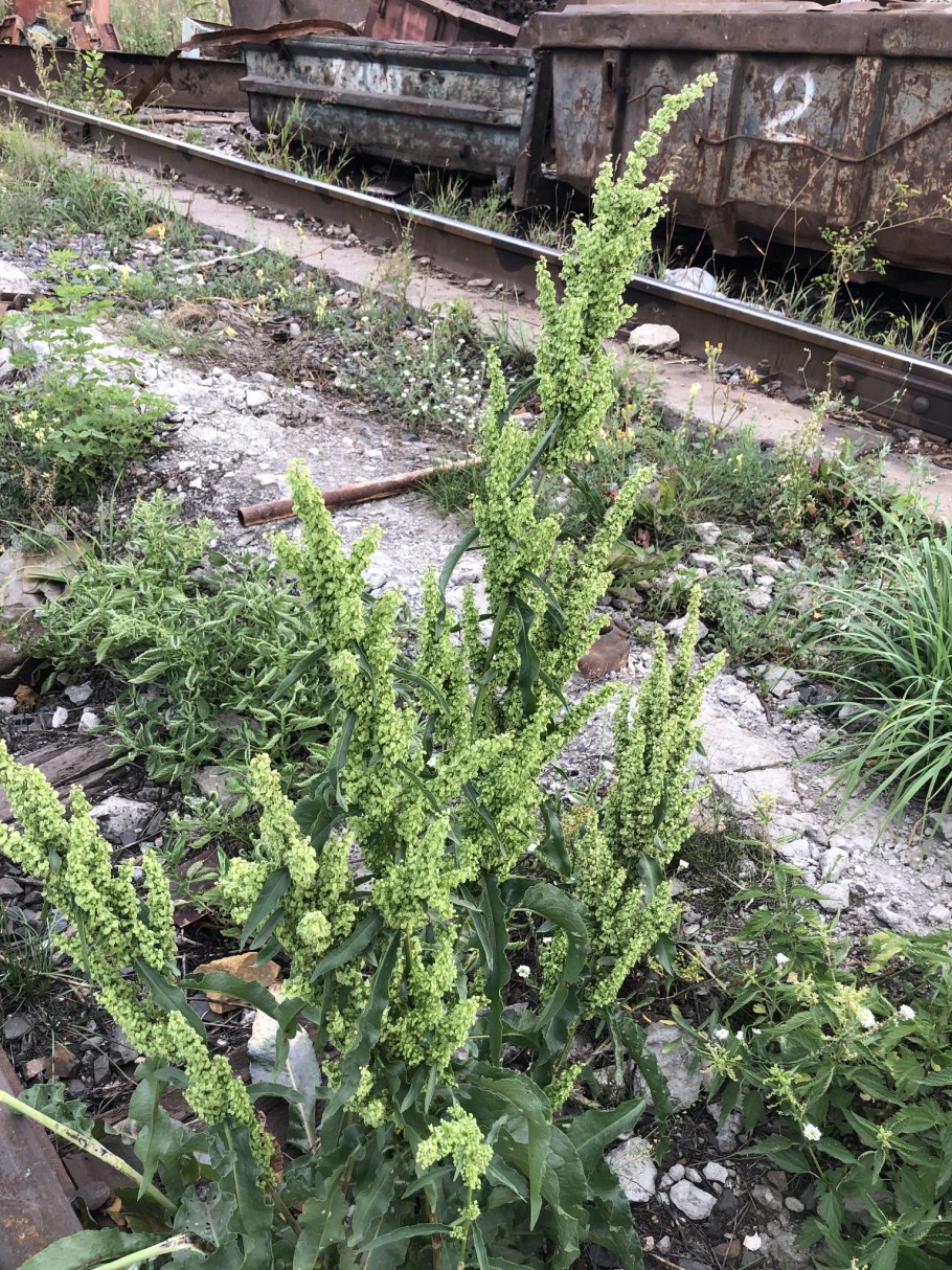 Щавель конский гербарий