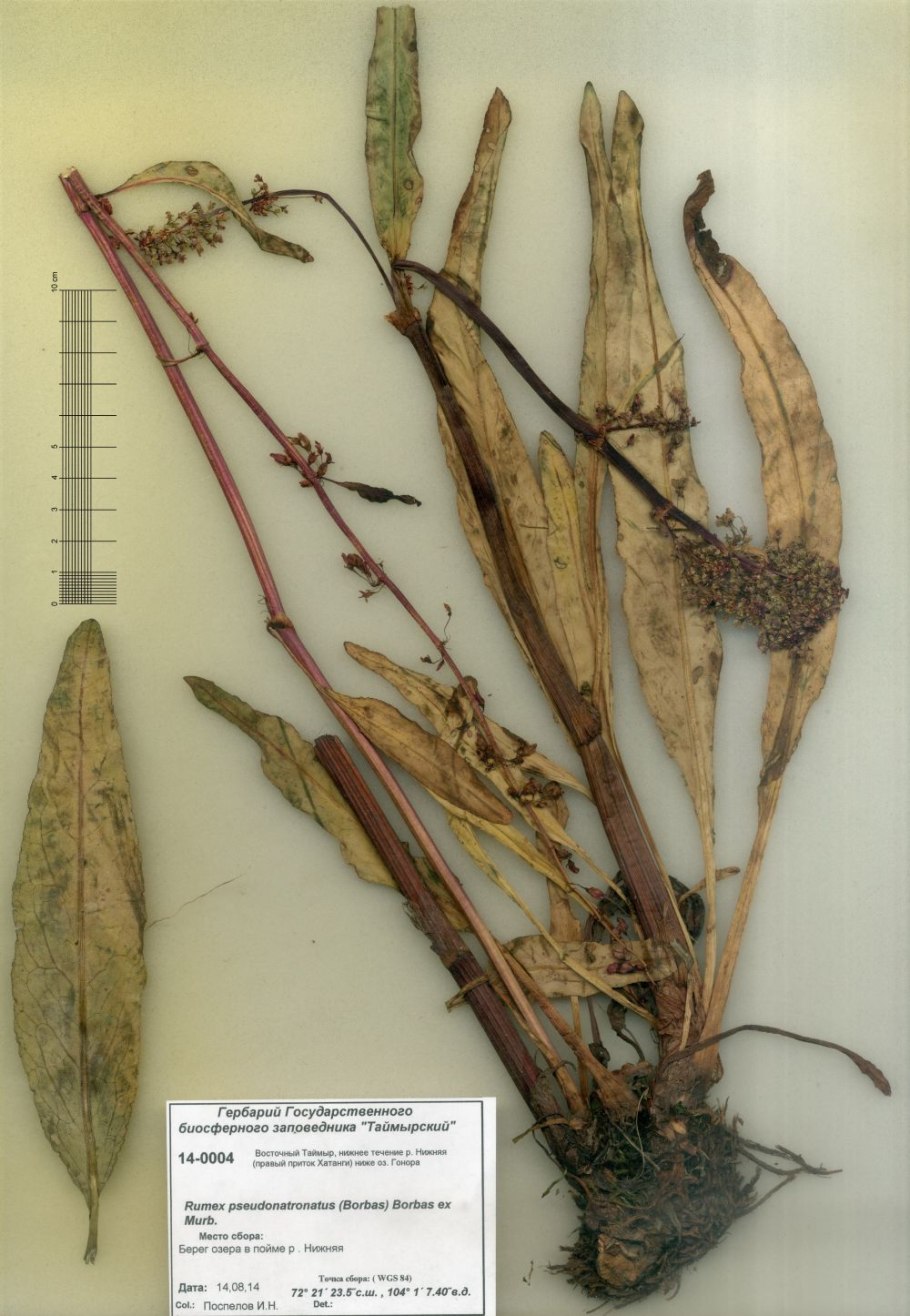 Щавель ложносолончаковый раструб