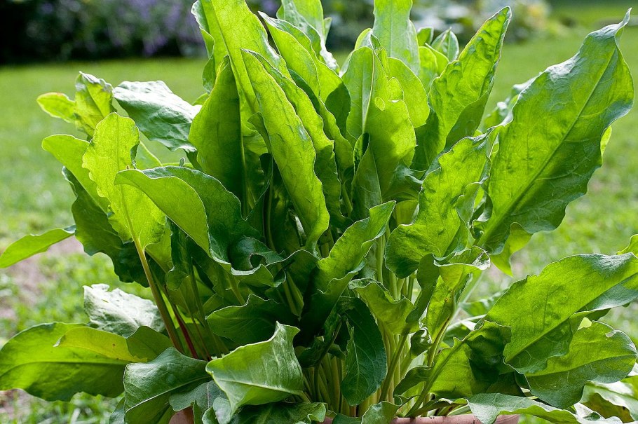 Щавель пёстрый Rumex sanguinea