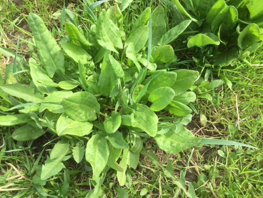 Torondoshlar - Polygonaceae