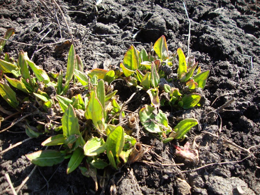Щавель курчавый (Rumex crispus l.)