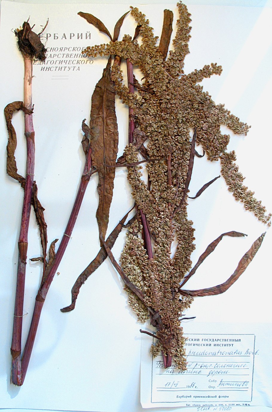 Конский щавель ложносолончаковый