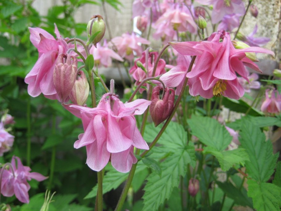 Аквилегия вееровидная 'Cameo'