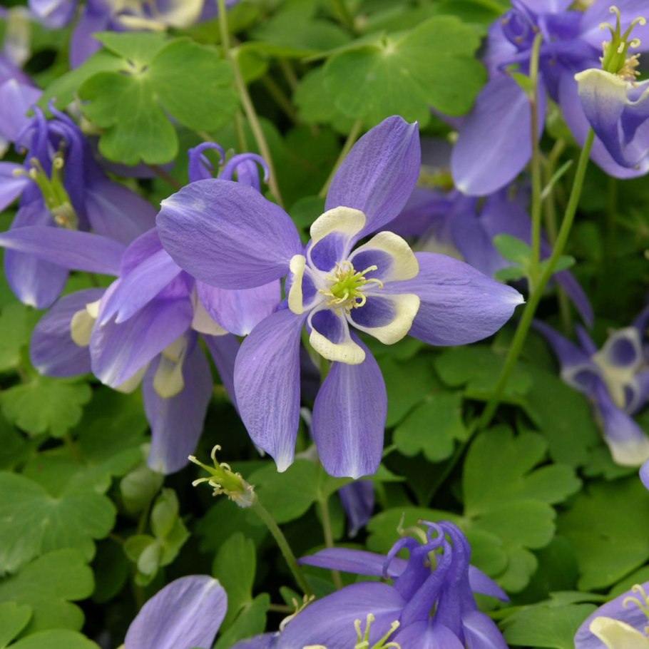 Аквилегия вееровидная