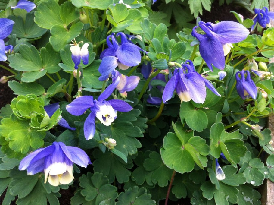 Аквилегия вееровидная