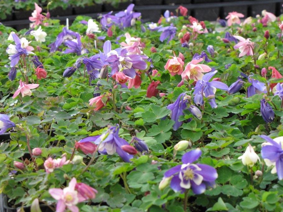 Aquilegia vulgaris Winky Blue White