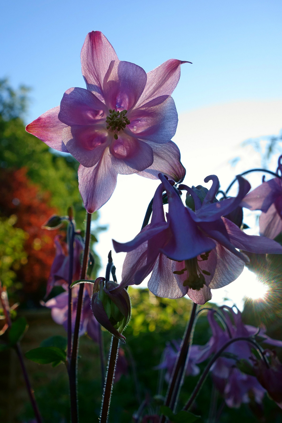 Аквилегия колумбийская