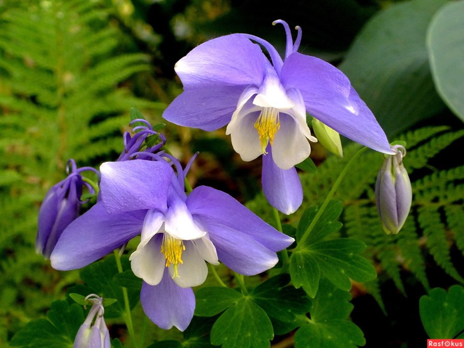 Аквилегия вееровидная