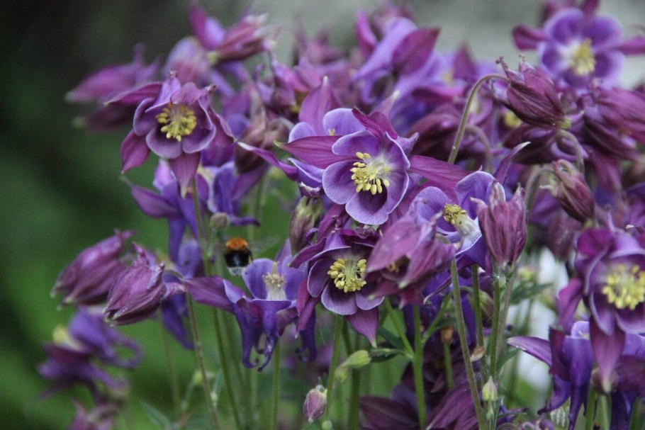 Аквилегия синяя