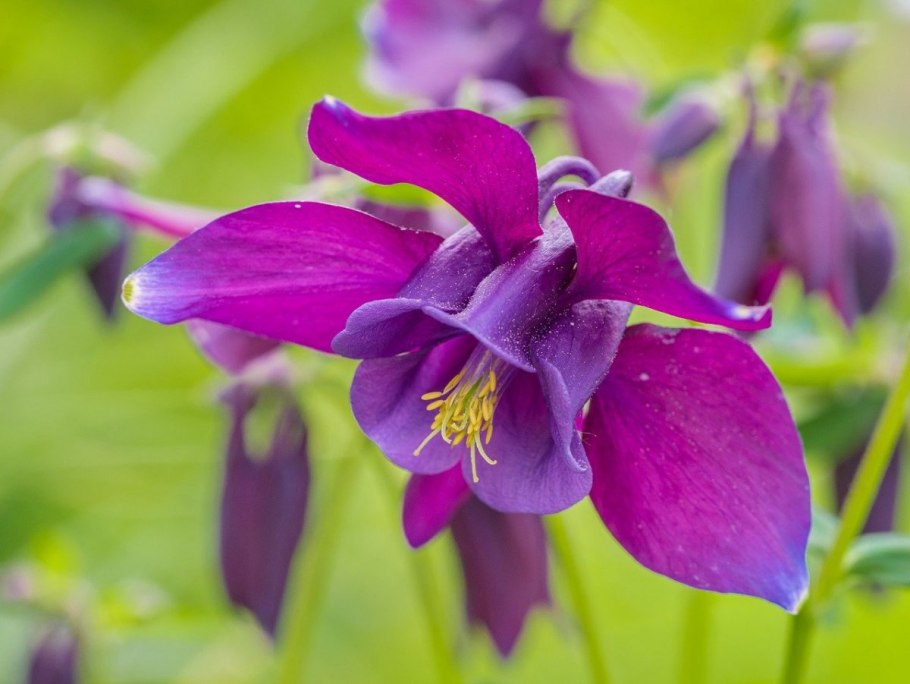 Аквилегия вееровидная камео