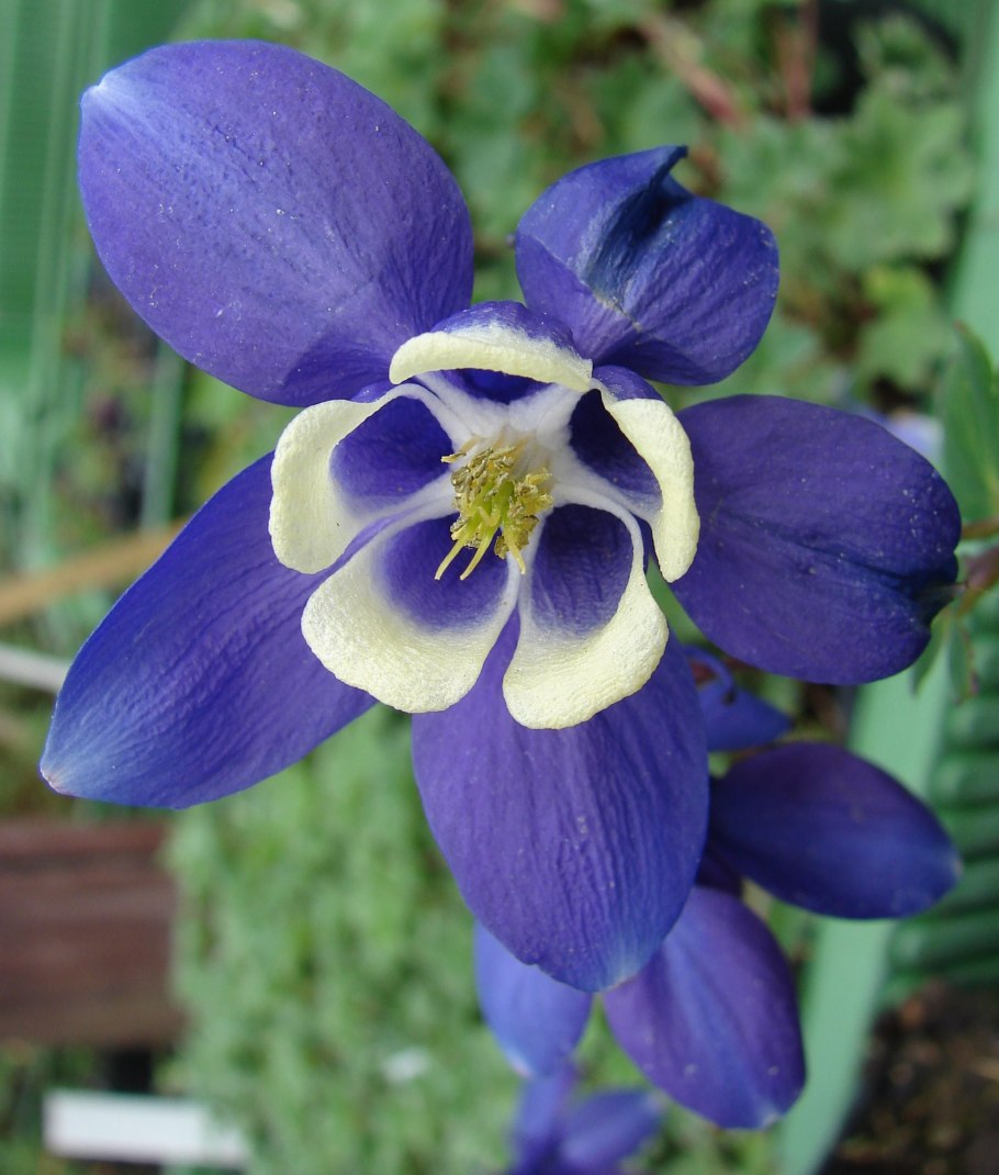 Аквилегия голубая Гиант