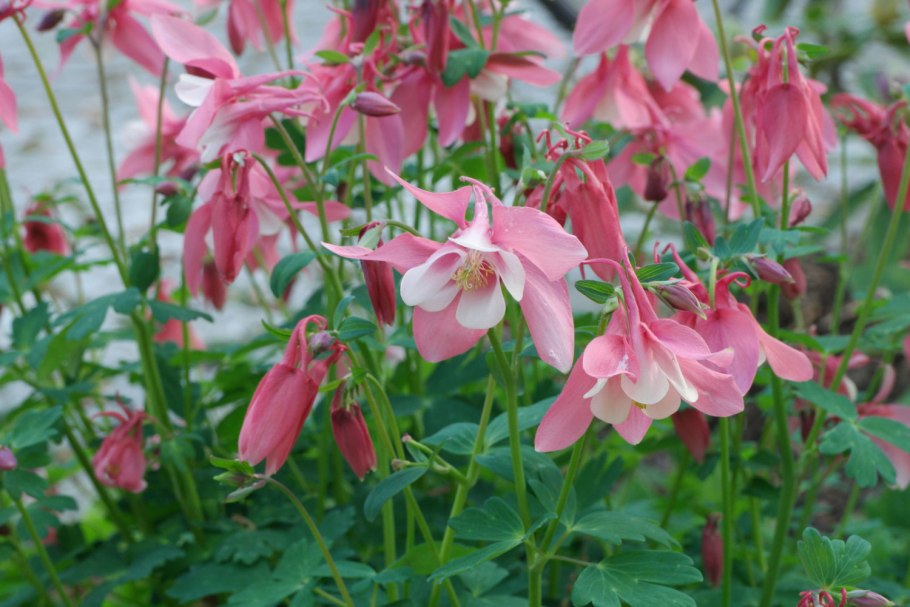 Аквилегия Колумбина