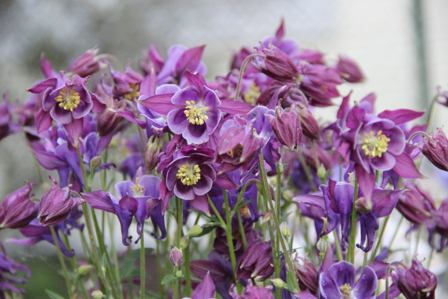 Аквилегия спринг Мэджик