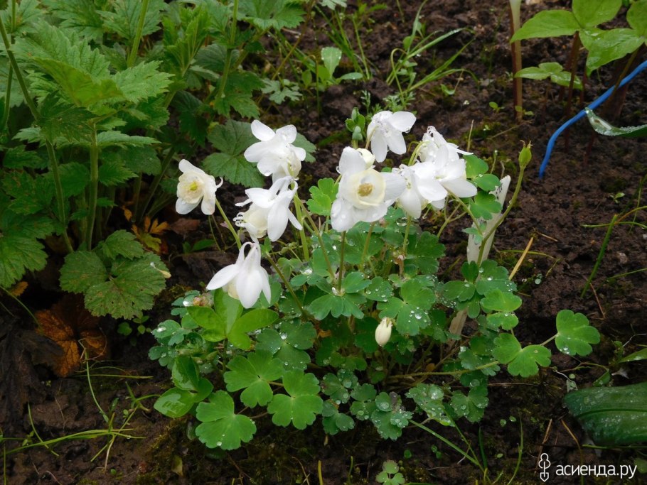 Аквилегия Альпийская