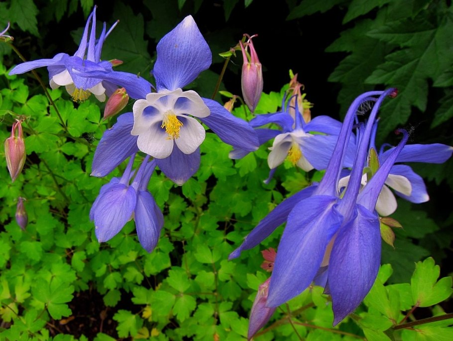 Аквилегия вееровидная министар