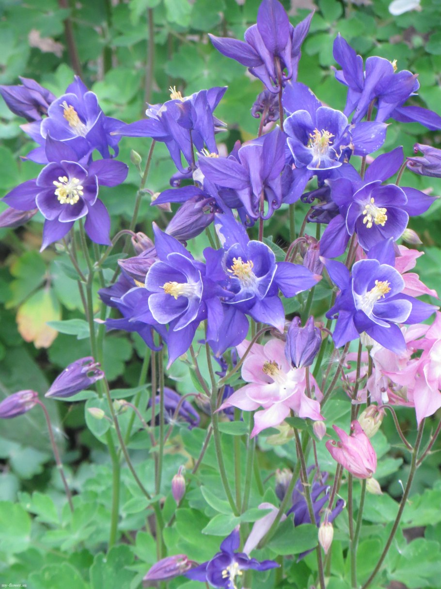Аквилегия водосбор Орлик