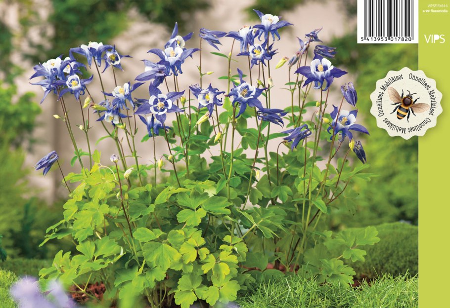 Аквилегия акитская