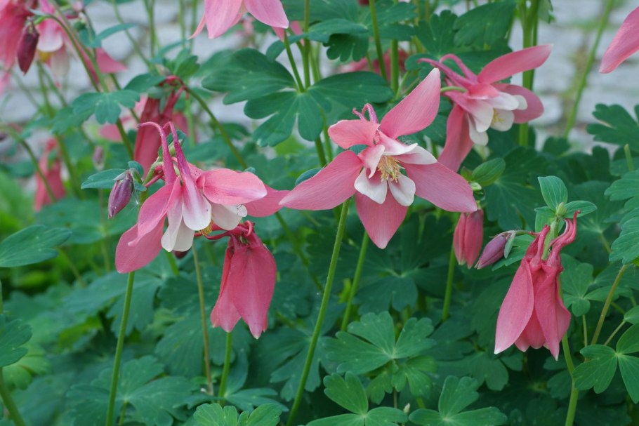 Аквилегия Тауэр голубая