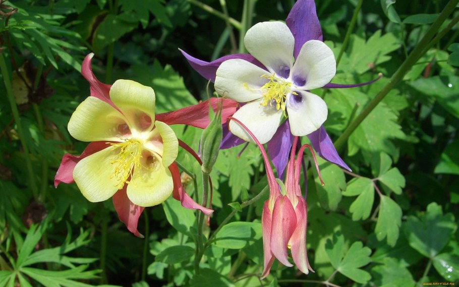 Аквилегия бидермейер