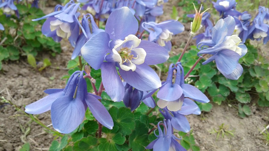 Аквилегия вееровидная камео Блю-Уайт