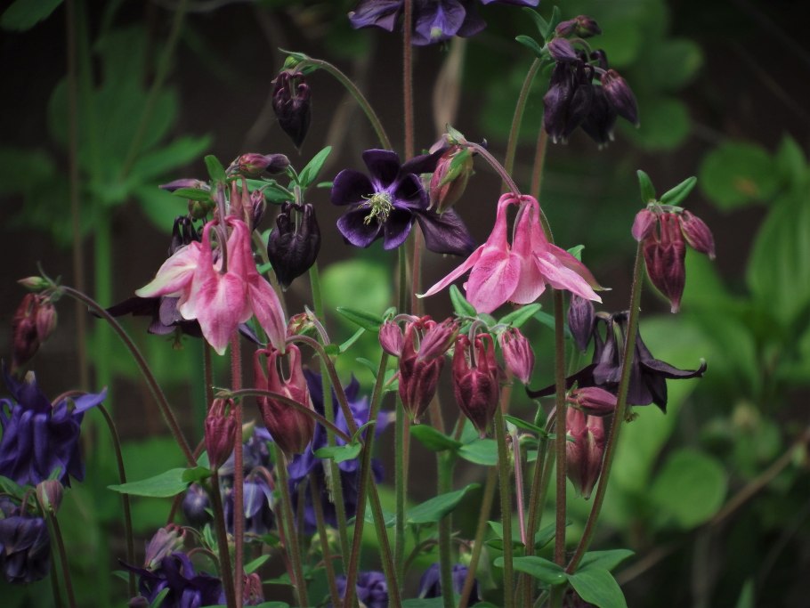 Аквилегия Флабеллата