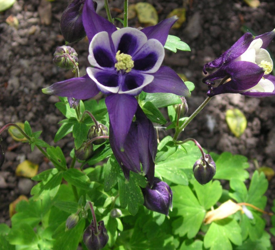 Аквилегия вееровидная Пинк