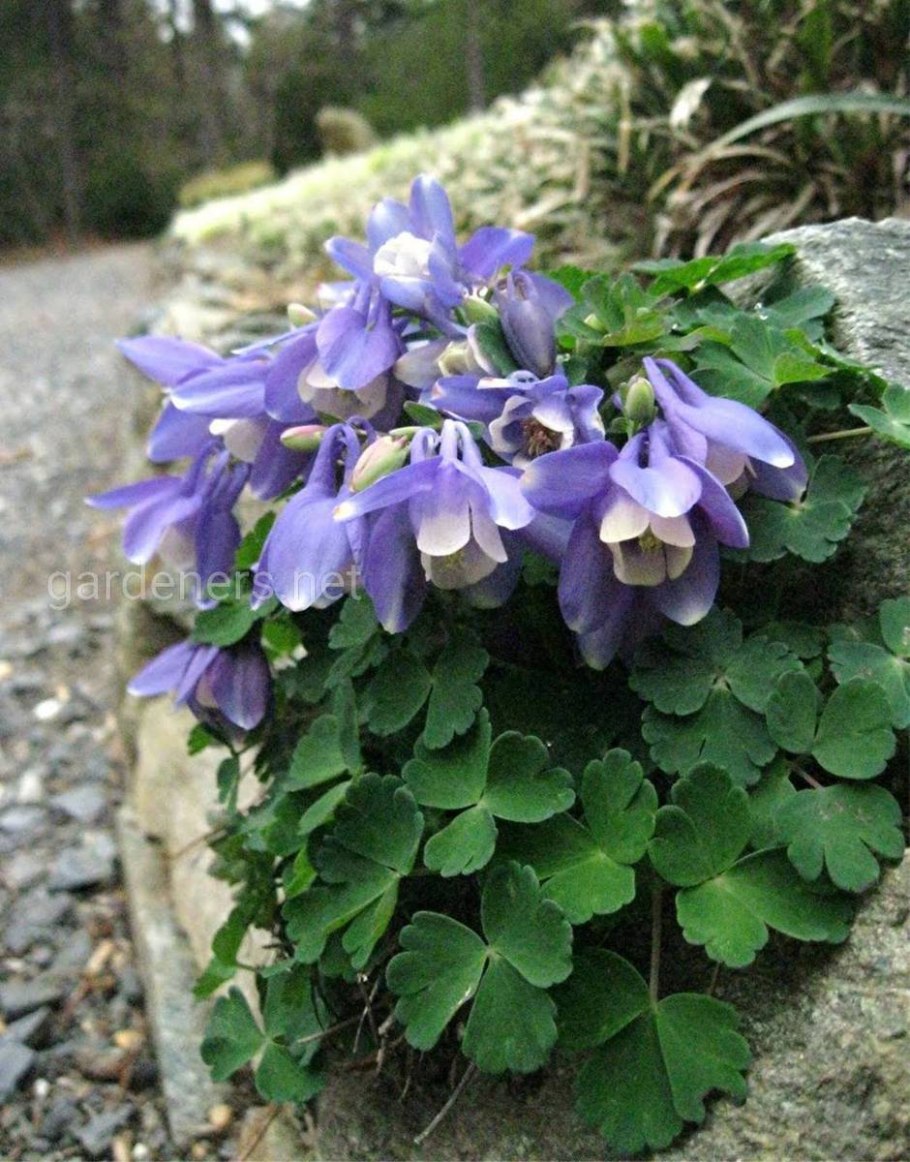 Аквилегия Бертолони