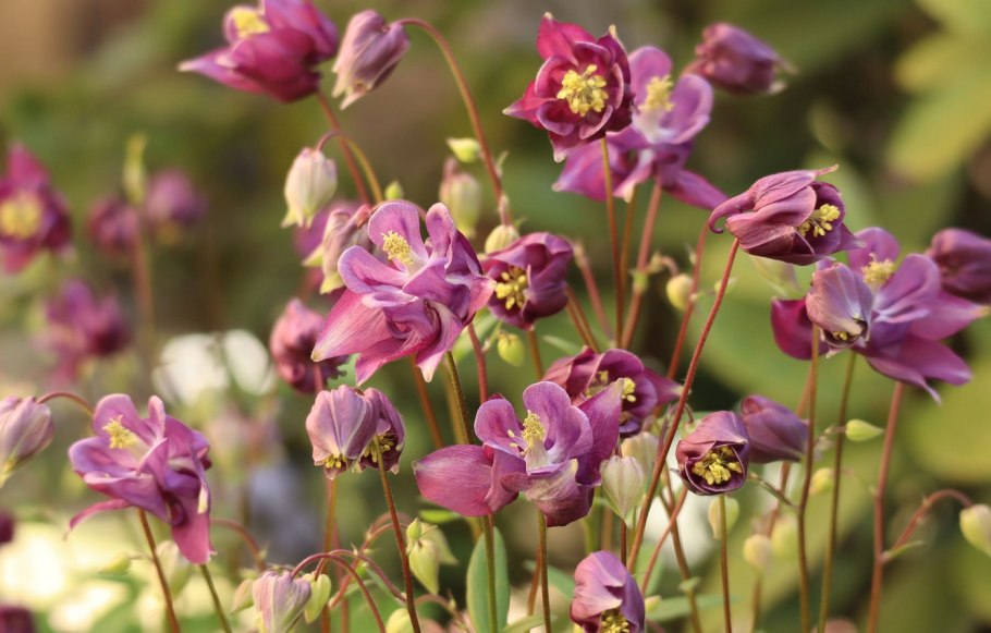 Аквилегия вееровидная