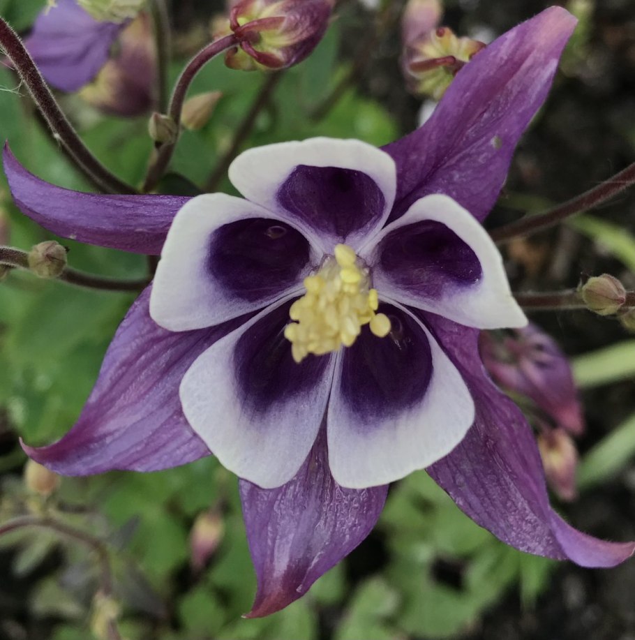 Аквилегия Aquilegia Alpina