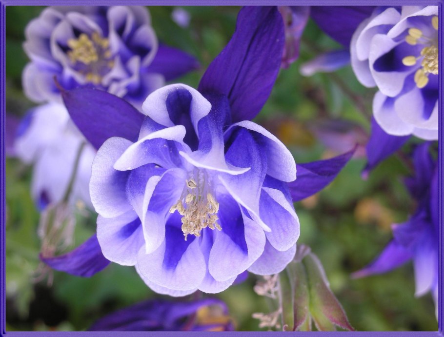 Аквилегия Сонгбира