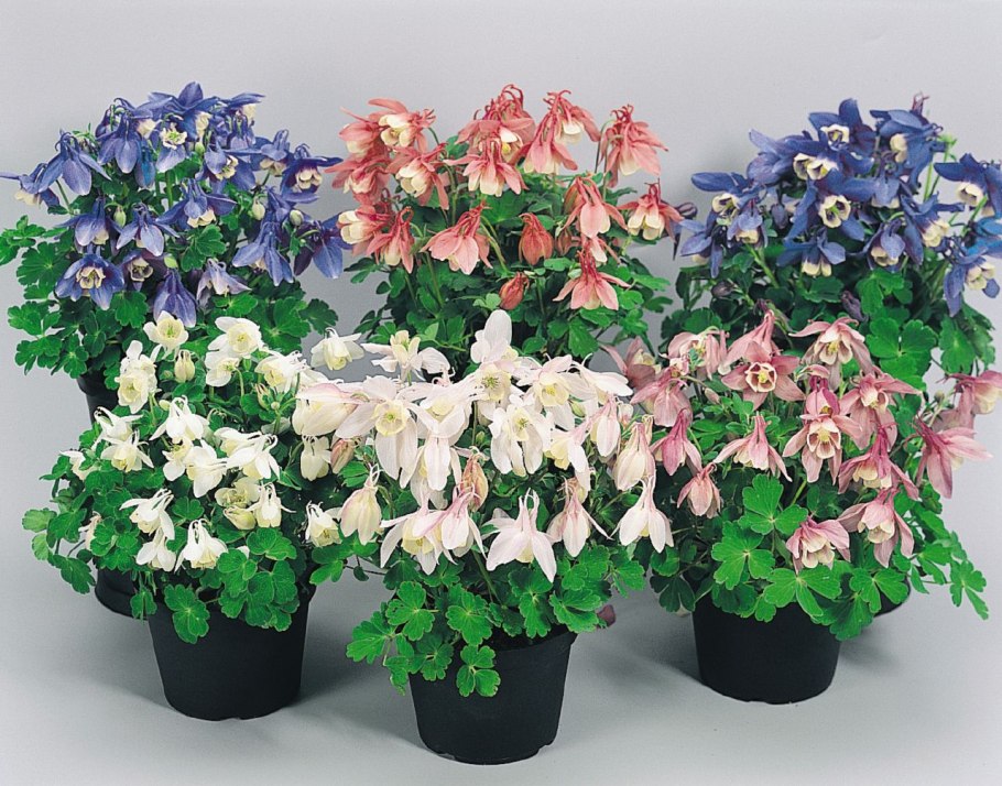 Аквилегия голубая звезда