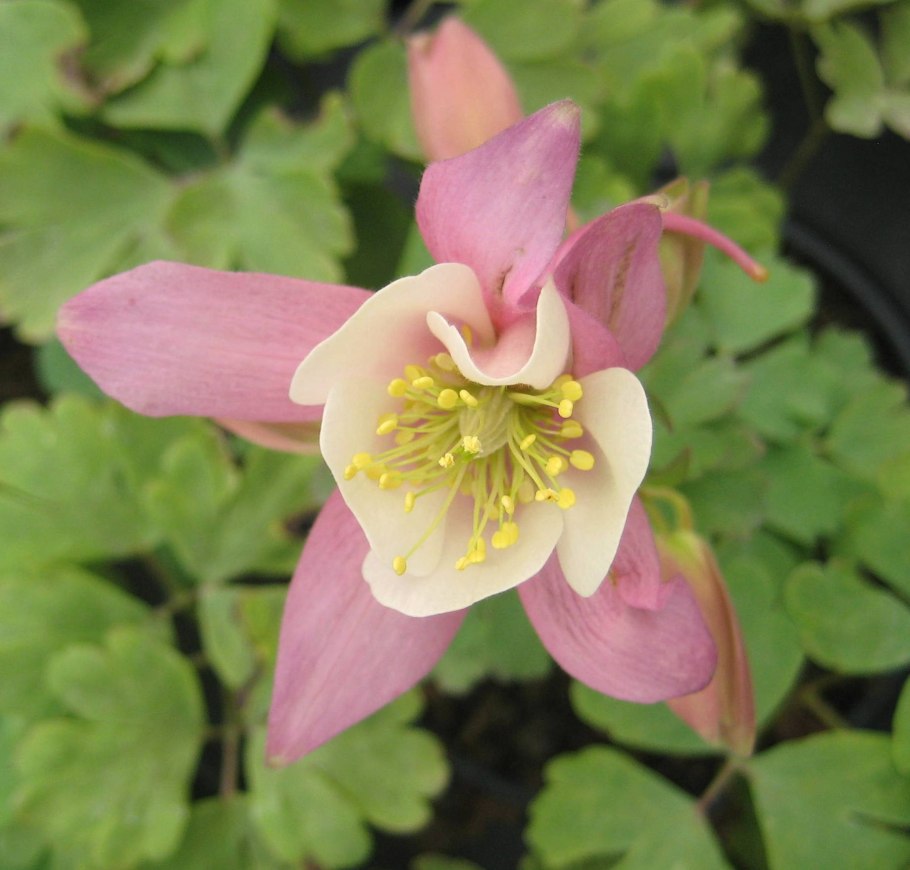 Водосбор Пиренейский