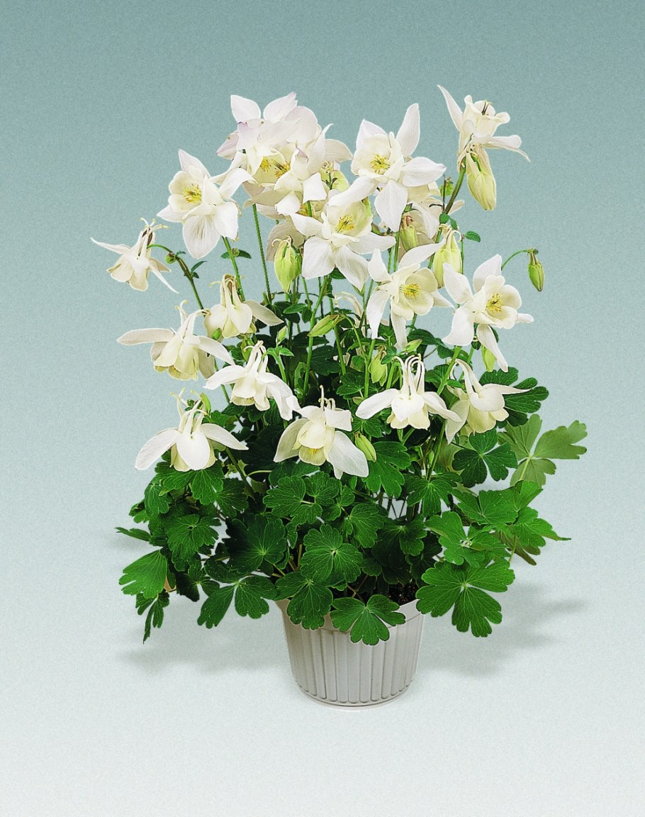 Аквилегия длинношпорцевая