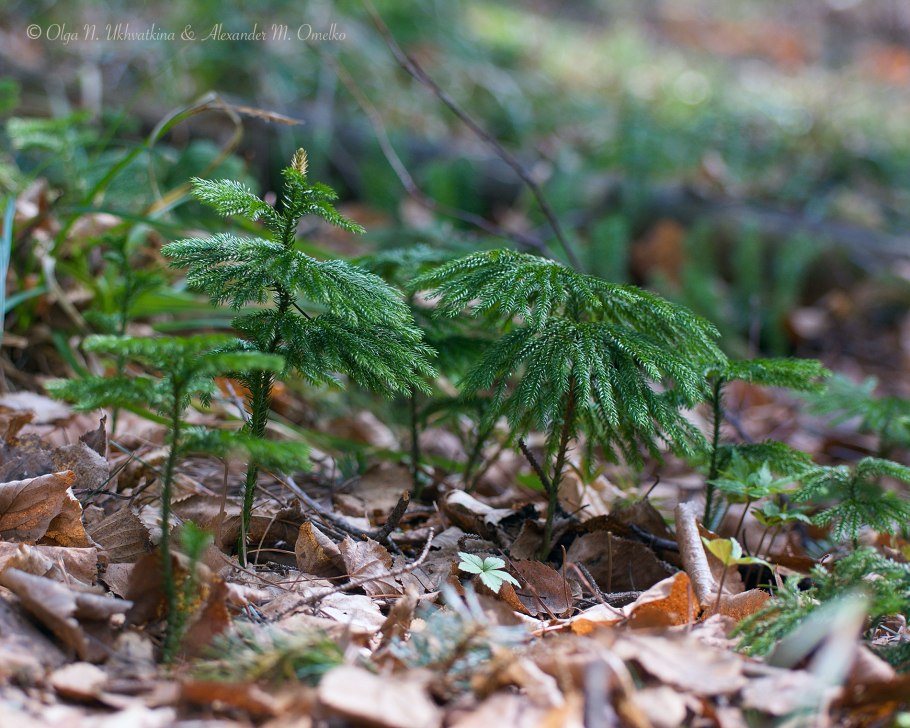 Плаун темный тусклый