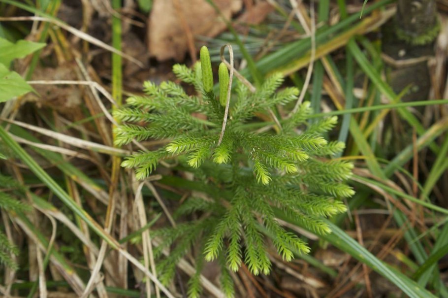 Lycopodium juniperoideum