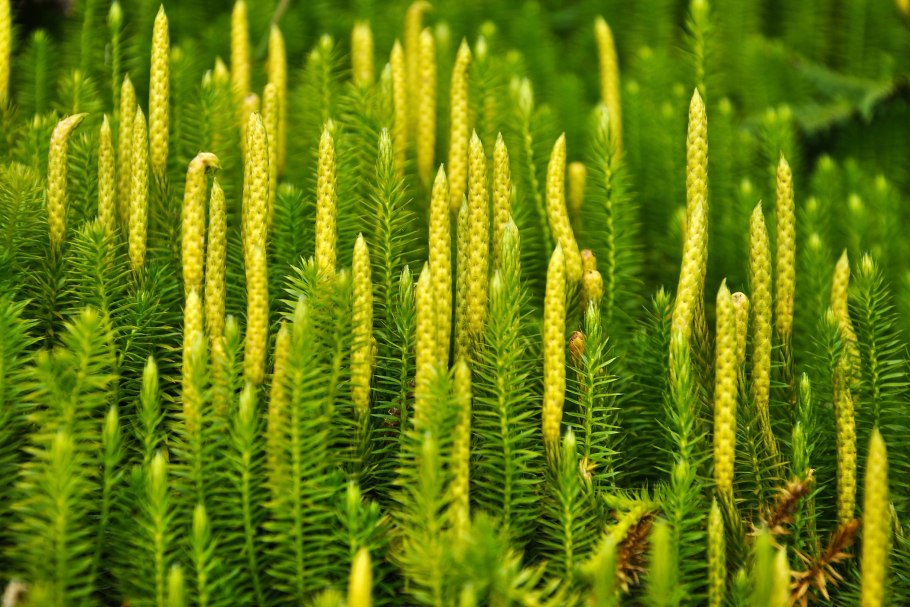 Lycopodium d12
