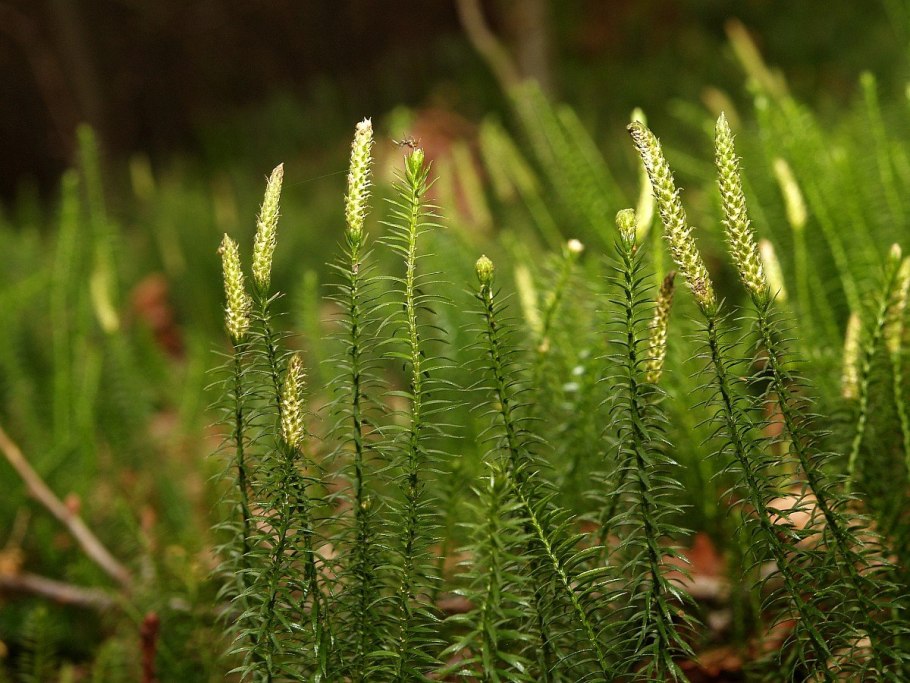 Плаун годичный Lycopodium annotinum l. 2